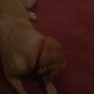 Meet your Posher, Teresa